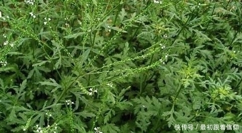 方法|曲为酒之骨,农村土方法制作“酒曲”需要哪些野草快要失传了