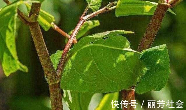 活血龙|农村阴沟里这种野草,人称“活血龙”,能当野菜吃,还能活血化瘀