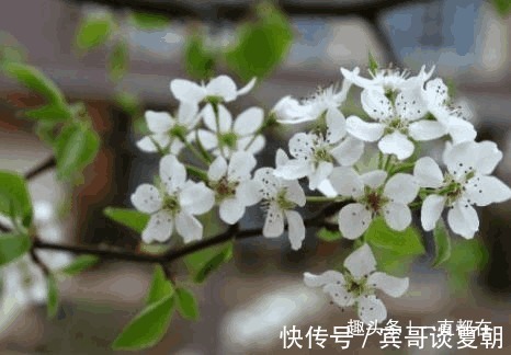 美容|农村随处可见的野菜，具有防癌抗瘤、清洁肠道、美容养颜等功效