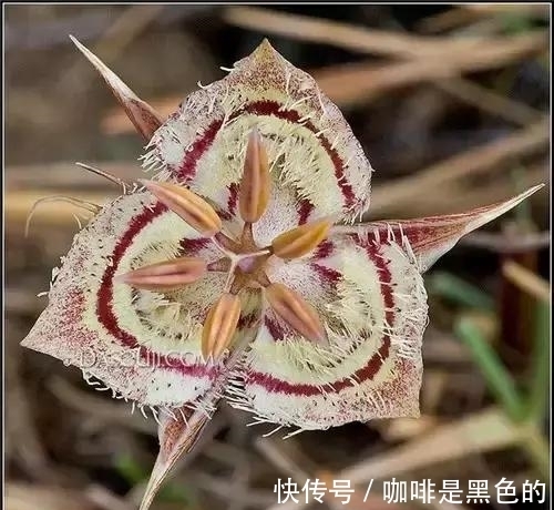 奇花|奇花、奇花、奇花、罕见奇花，赶快打开欣赏吧