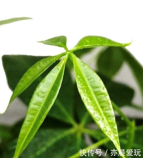  以说|发财树有哪些寓意，我们又应该如何养护呢？