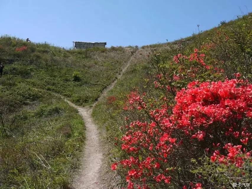 满山开遍映山红