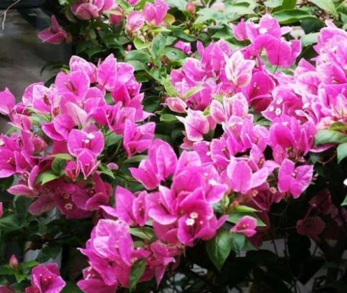 几种花超漂亮,个个美的出奇,谁看了都想养,一养就上瘾!