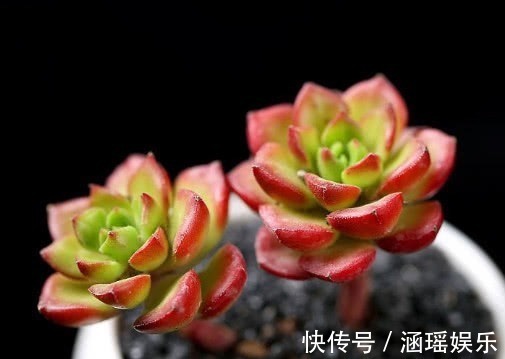 散射光|多肉蒂亚怎么叶插教你3个小步骤,叶插的蒂亚生根快长势旺盛