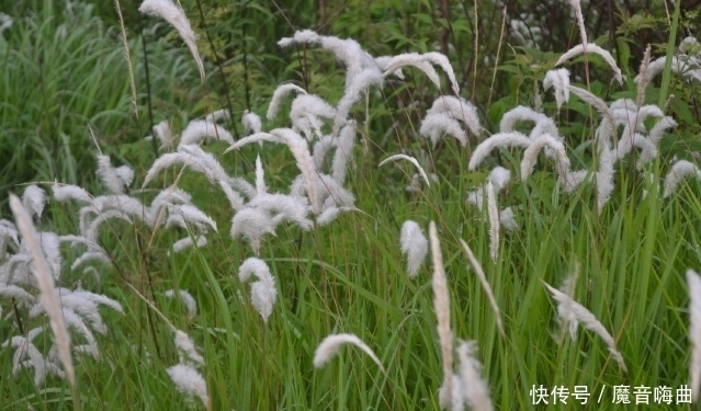  饭桌上不常见的野菜，吃过的人是少数，农村人才认识！