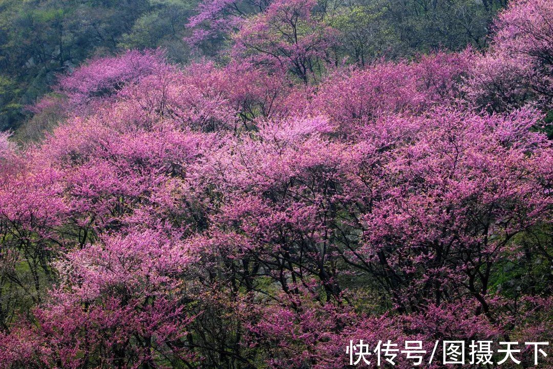 长尾雉|太平峪是北方九寨沟、西安小华山吗？