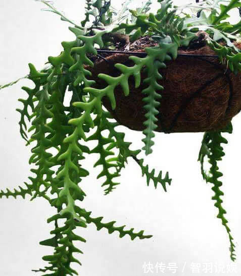 鱼骨令箭|家养一盆“千日红”,花朵娇艳,耐旱又耐热,花期长,开100天