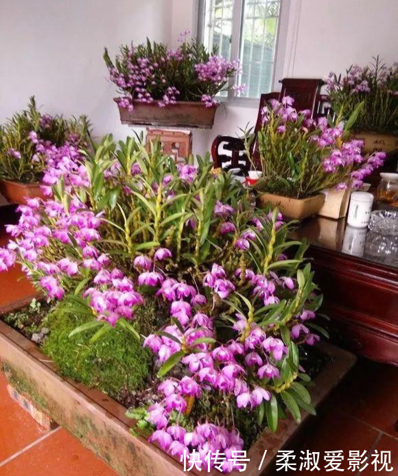 门前石头上长了一丛草,朋友出1000元来买,开起花来真漂亮!