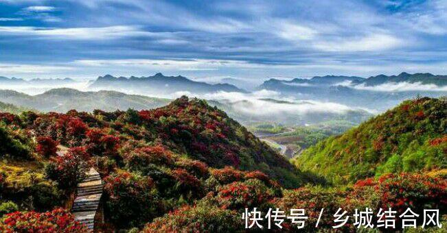 邂逅最美的杜鹃，这样养护花开更鲜艳