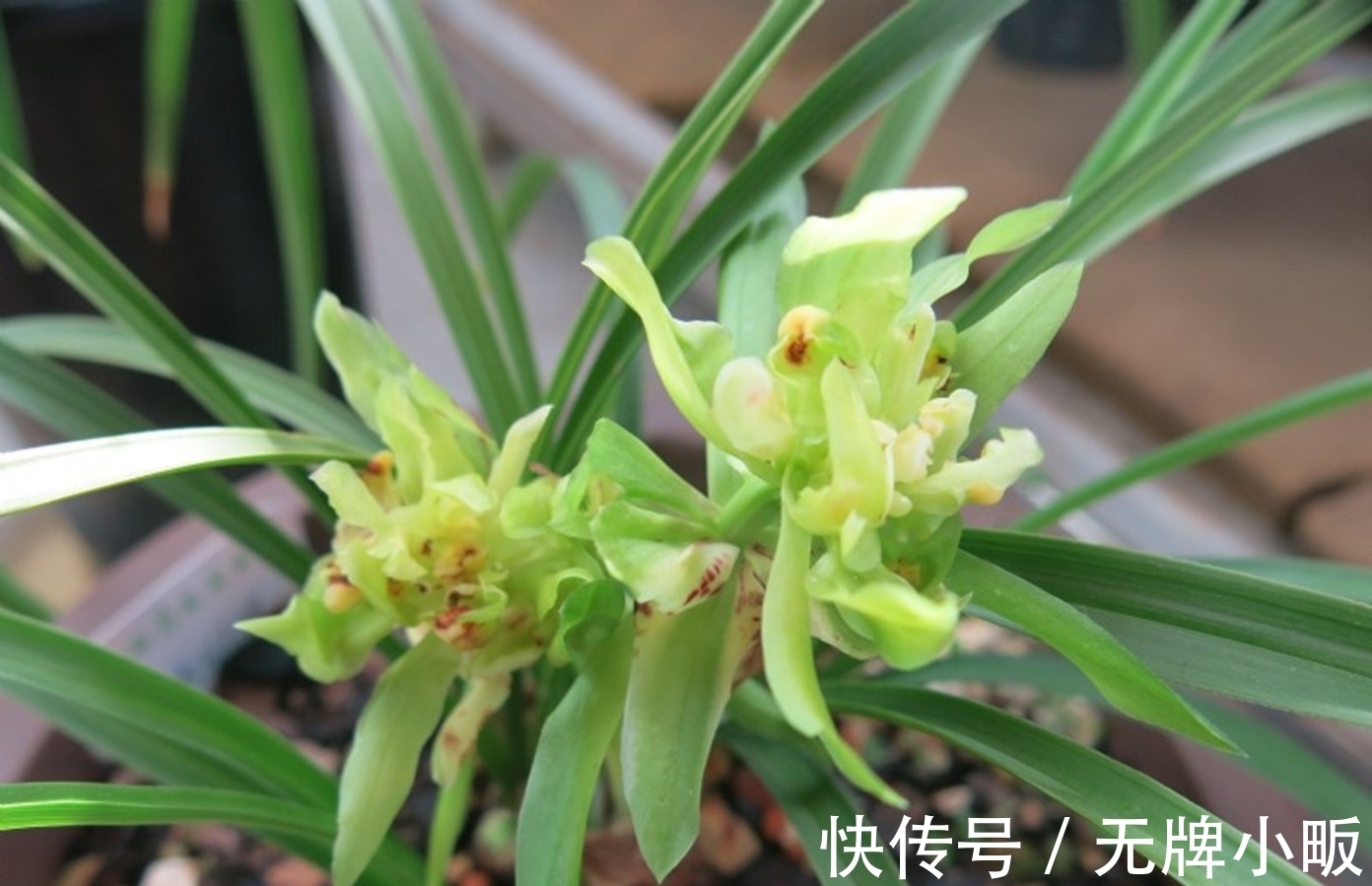 此兰花是“十大奇花”之首,花型奇特,曾千金一苗,现物美价廉