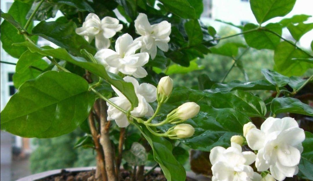 家里养4种花,容易缺铁,每月浇一次硫酸亚铁,长得旺叶子绿