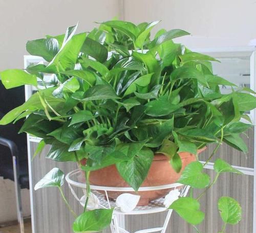  蚯蚓粪|绿萝叶子小、长得稀稀拉拉，用上3种水，叶绿枝壮，一个月长爆盆