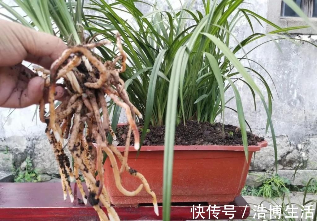 兰友|兰花怎么养到爆盆？三点诀窍，知道就很容易了