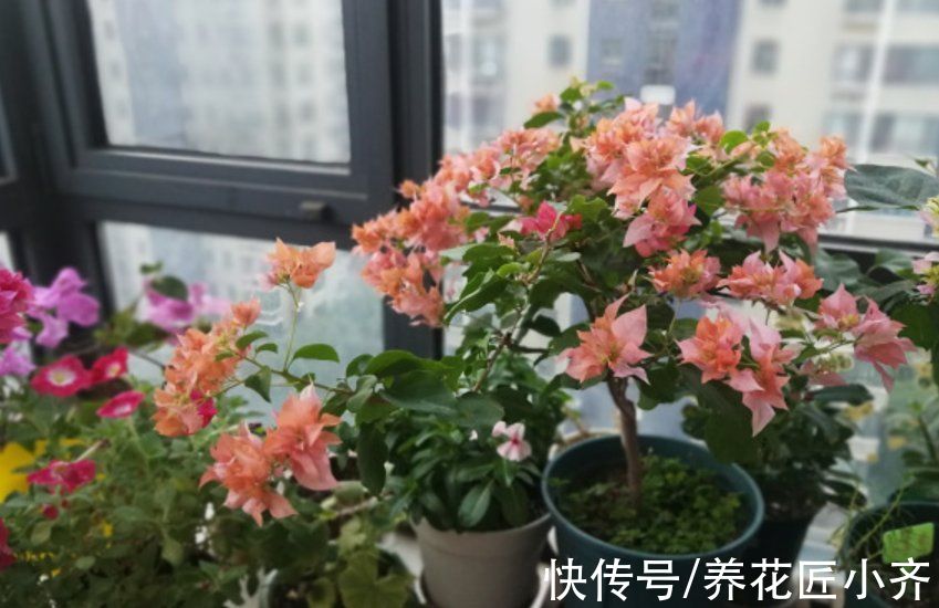 冬天花搬到室内，要记住“三防”，这样才能长势旺盛，开花多
