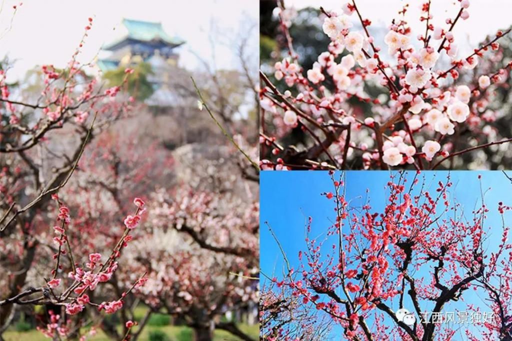 精华|太美了！近处风景！花样南昌……