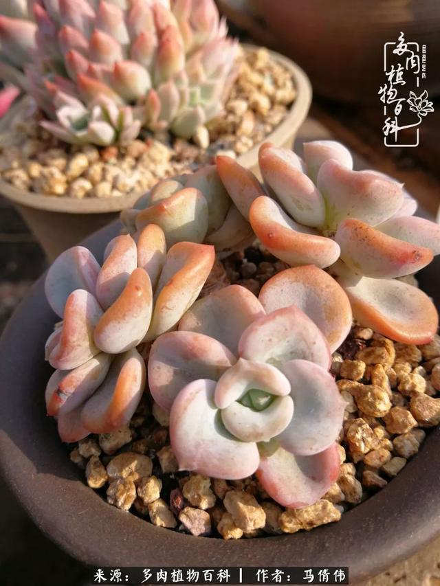 养多肉如同种下希望,因为美丽总在下一个季节!