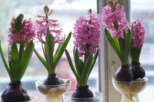 长长“蓝莓”挂枝头，晒晒太阳开出满枝花，原来它是风信子