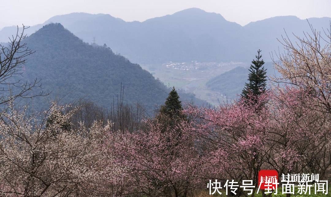 郎骑竹马来|青梅花开满 百花迎春归