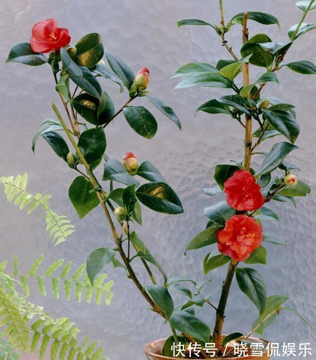 茶花|秋天养茶花，牢记四个“不”，花苞变大快，看着就开心