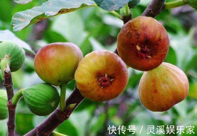 无花果|盆栽无花果“这样养”,一片叶子10个果,不掉果,个个大又甜