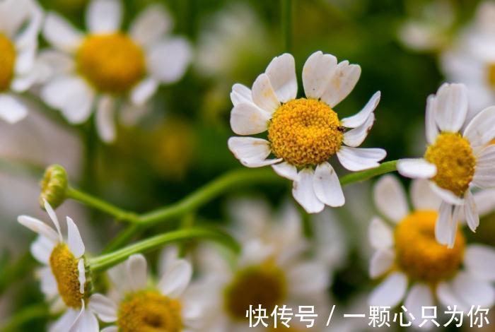 肥料小常识,对症下药别乱搞