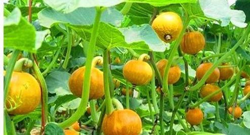 春季养生坚持吃几种食物,补血润燥,延缓衰老,增强体质