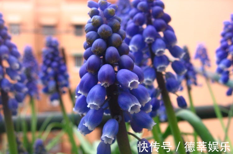 叶斑病|适合秋冬养的花，好养如绿萝，花形奇特漂亮，花香四溢，值得入手