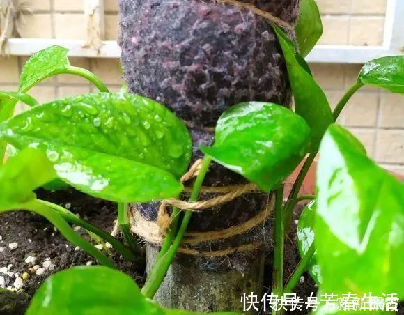 枝条|茉莉花扦插有机关,砍这一段枝条,插土里3天就活