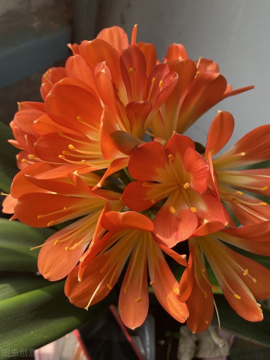 君子兰长得好不好,不在于开不开花,而在于这三个地方