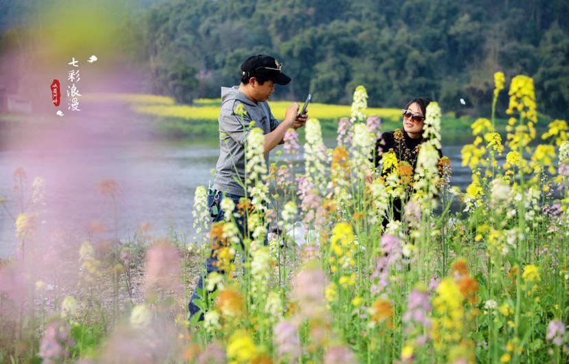 中年|峨眉河畔，七彩油菜花惊艳绽放