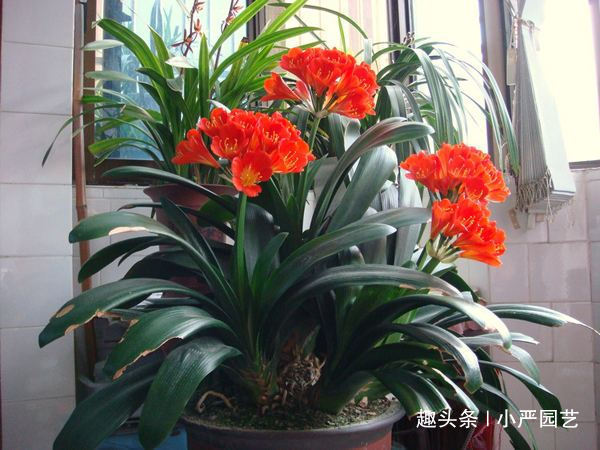 养君子兰,保障三个“前提”,花期一到就花开爆盆