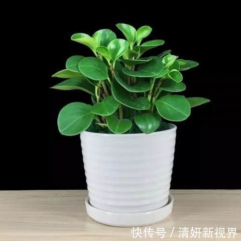 这几盆号称“浇不死”盆栽,吸收甲醛空化空气,聪明人都在养!