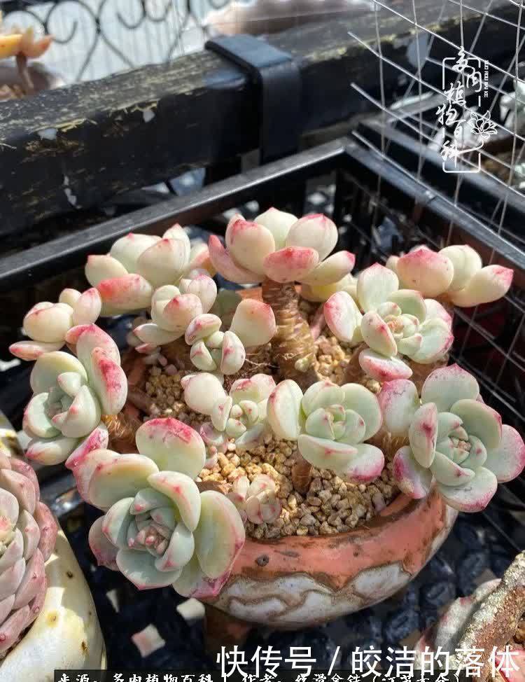 阳光露台多肉,天时地利人和!美肉知时节,当春乃发生!