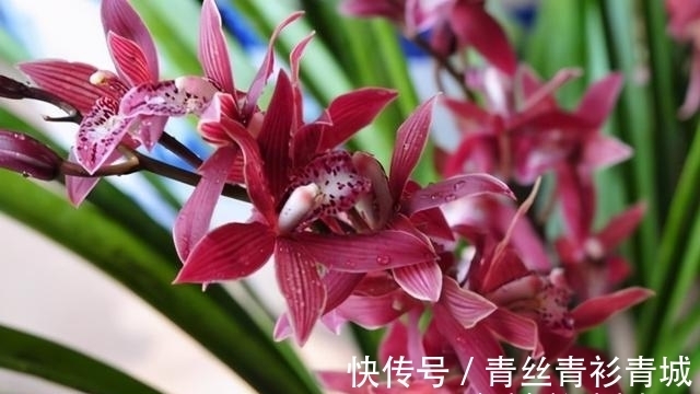 兰花根系弱，勤做“三动作”，花苞“咕噜”冒，清香宜人野性足