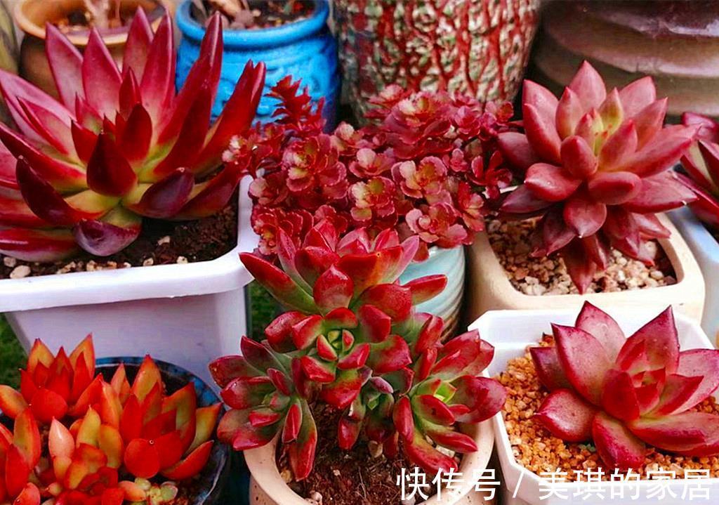 代表团|如果把多肉分成5大色系，各大色系优秀品种，会让肉友们爱不释手