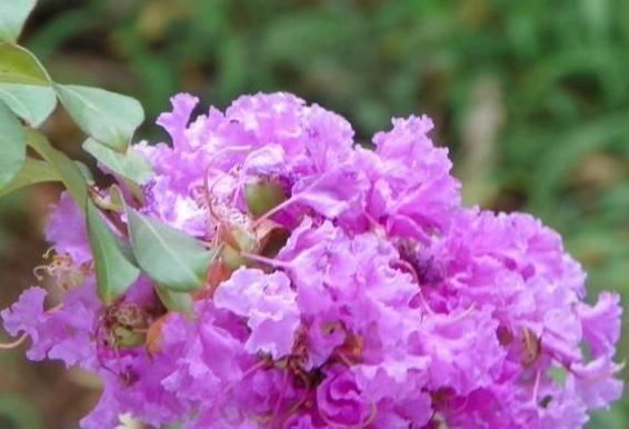 3种“室内花”好看又好养,一月不管也能赏花,还去异味、吸烟尘