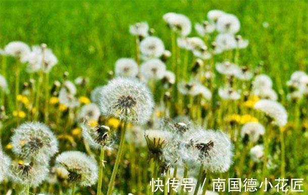 葡萄干|蒲公英和它一起泡水,能够去除肝火、保护肝脏,快试一试吧!