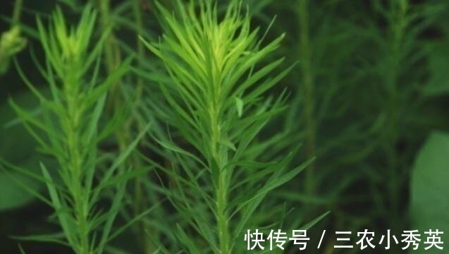 杀菌|农村一野草,农民见1个拔1个,可杀菌消炎,已有人开始大量种植