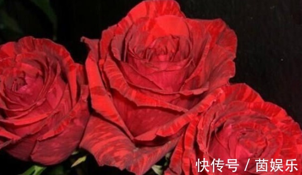 直觉|三个国外培育出来的月季,花朵颜色十分鲜艳,而且抗病性能非常强