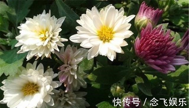 用人工|喜欢养花,不如养盆名流千秋,花朵硕大,颜色娇艳