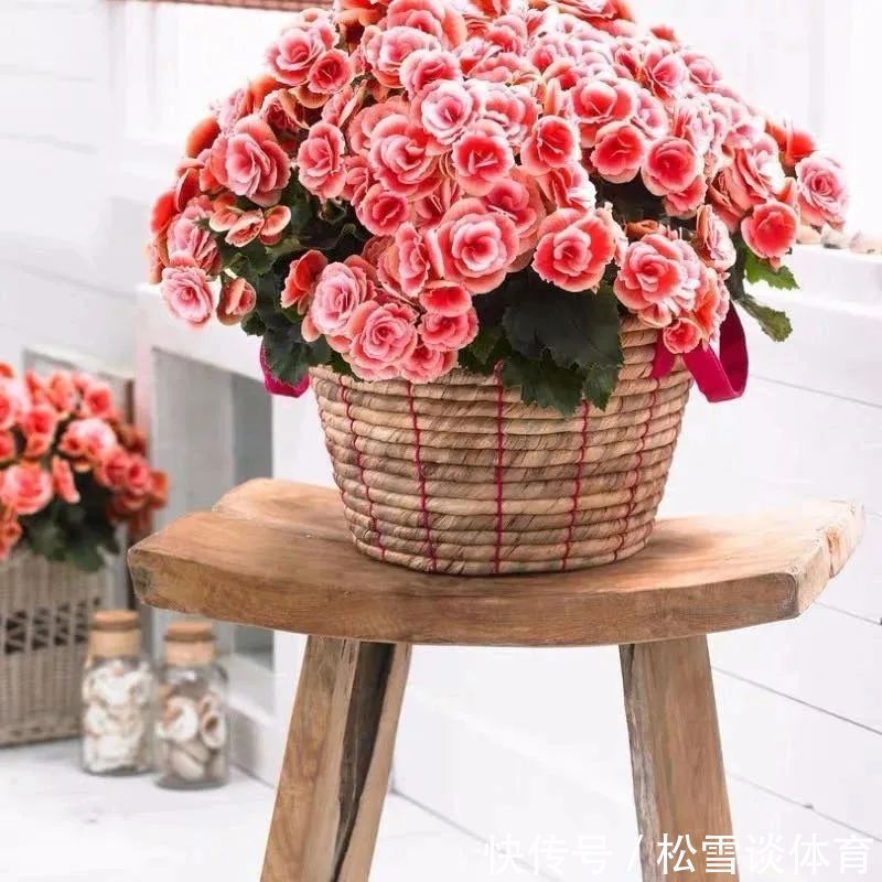 光照|五种公认不好养的花,养一盆死一盆,新手要慎养,小心白花钱!