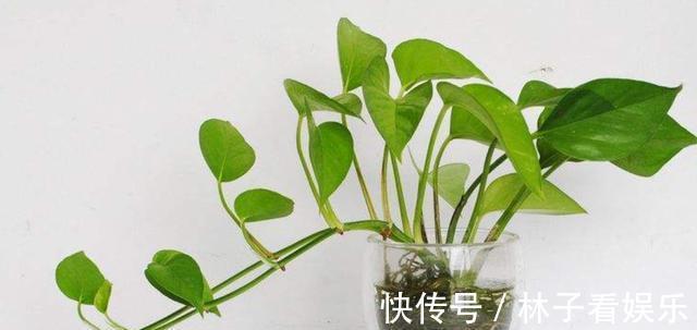 水培植物|哪种“水”更适合水培绿萝小花匠用这种水,水培绿萝疯长爆盆
