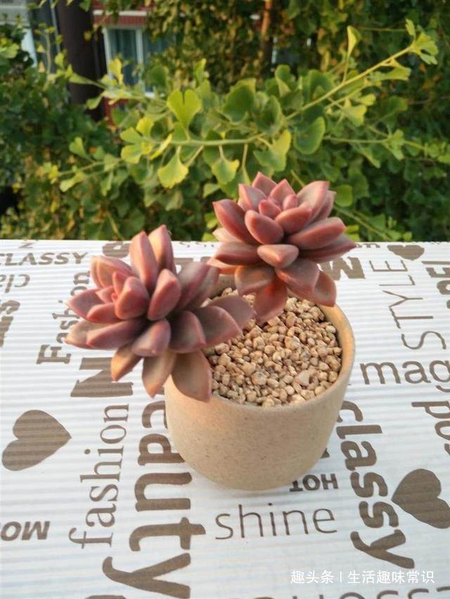 蛋壳掺土“喂”多肉植物,生的熟的用哪种