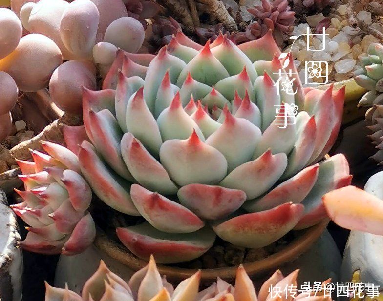 新手养多肉，记住3句“口诀”，枝粗叶胖，状态美