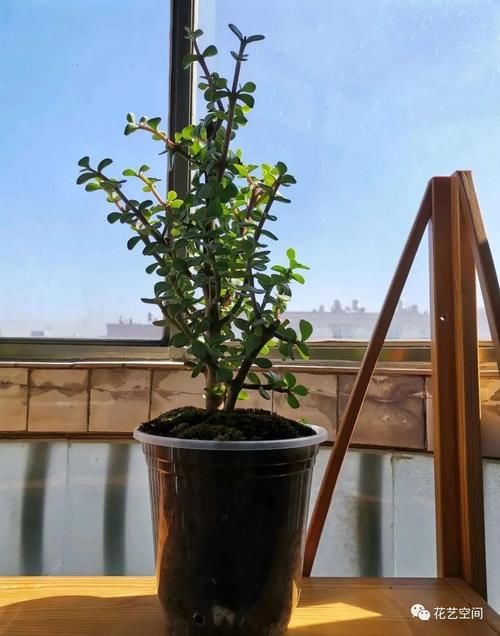 金枝玉叶太好养了，常用两种水，嫩叶冒不停，长势很喜人