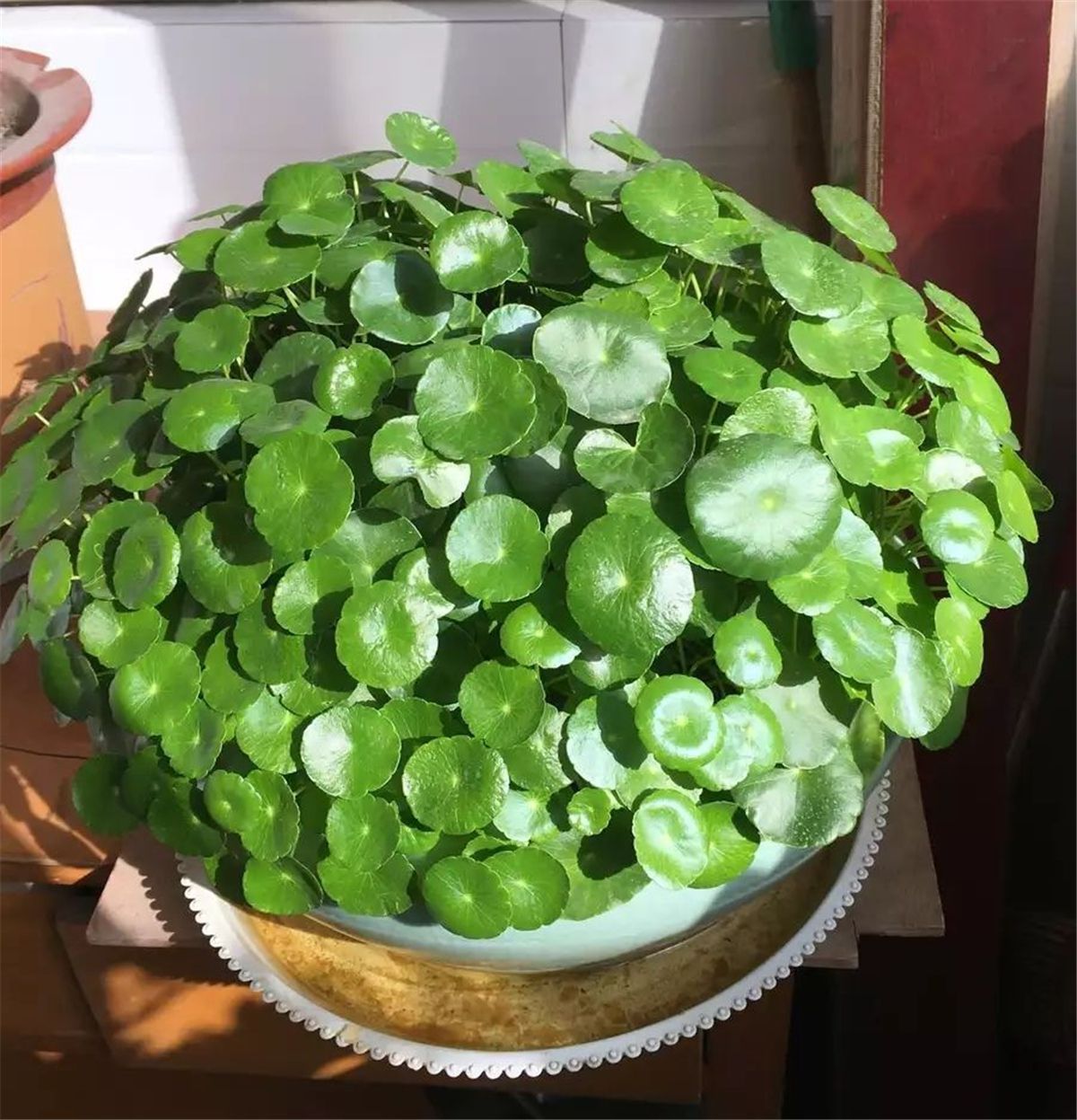 财意|4种名字带“财意”的植物,是吉祥的观赏花,家里有空建议养一盆