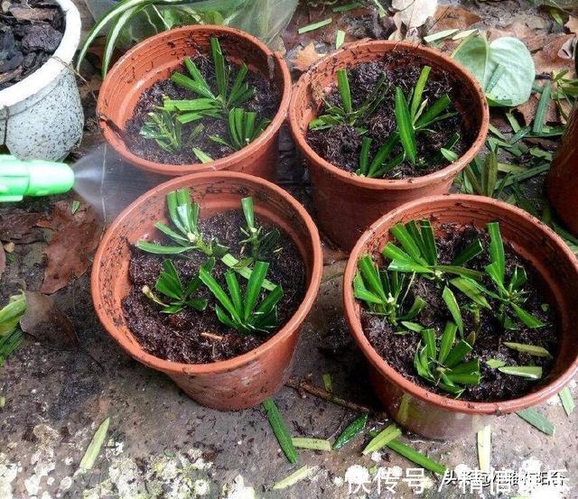 小技巧|学会3个扦插小技巧,不花钱就能养花,生根发芽快,呼呼长满盆!