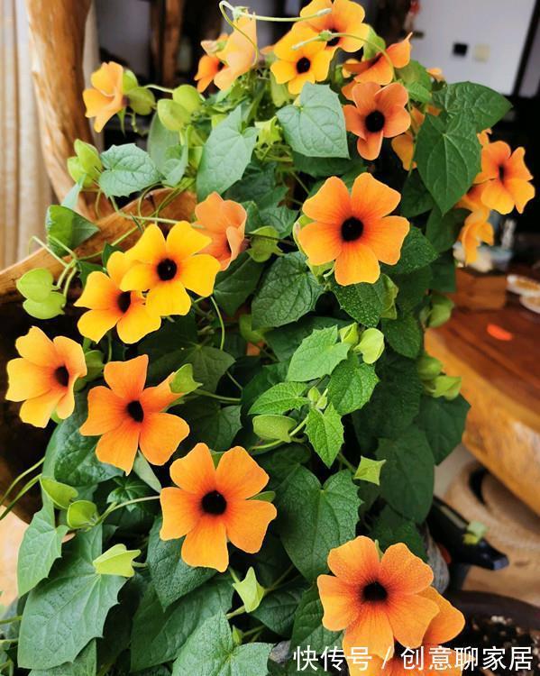 桂花|6种“黄金花”，秋天最好养，客厅摆一排，财气满满花爆棚