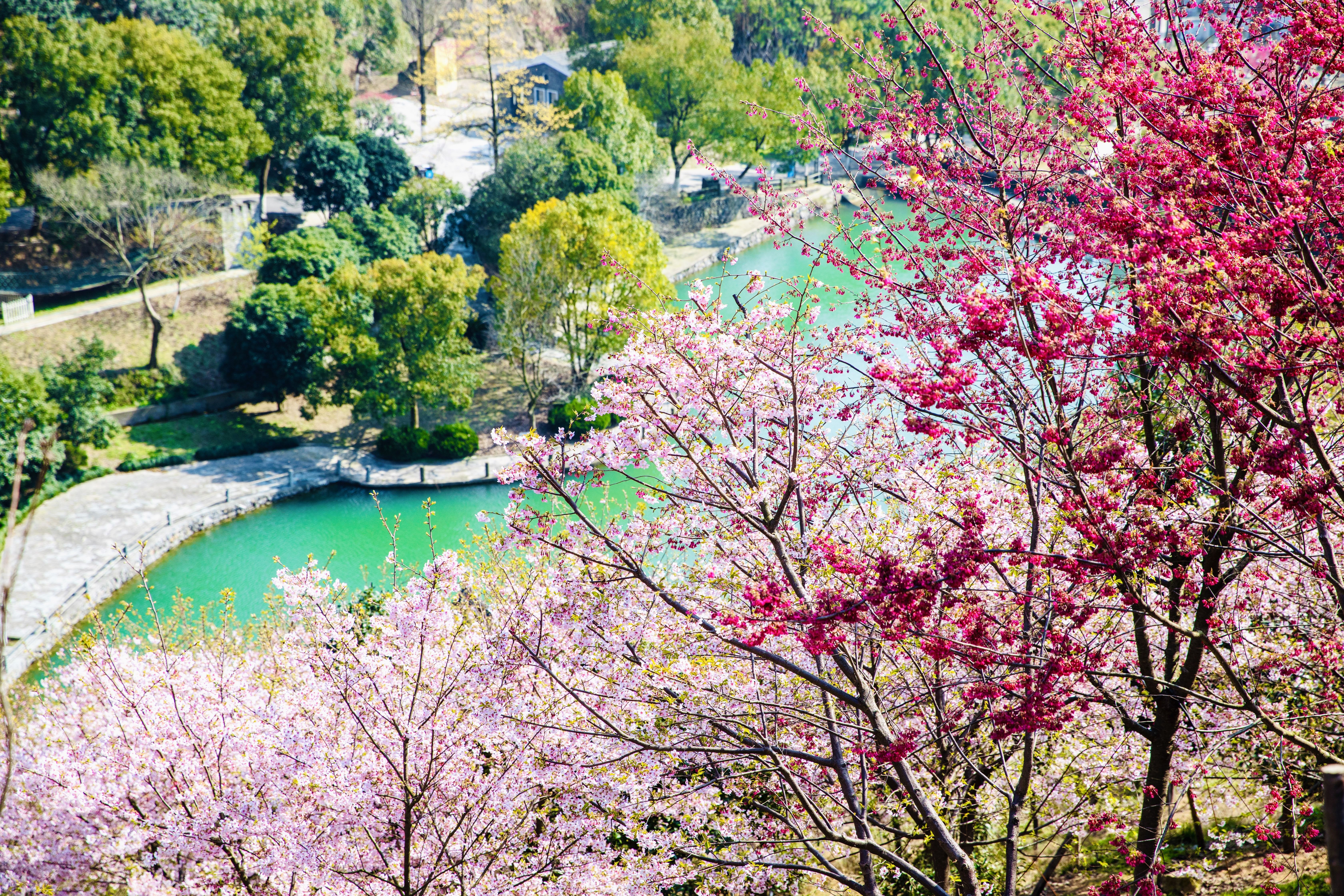 春来樱花烂漫时