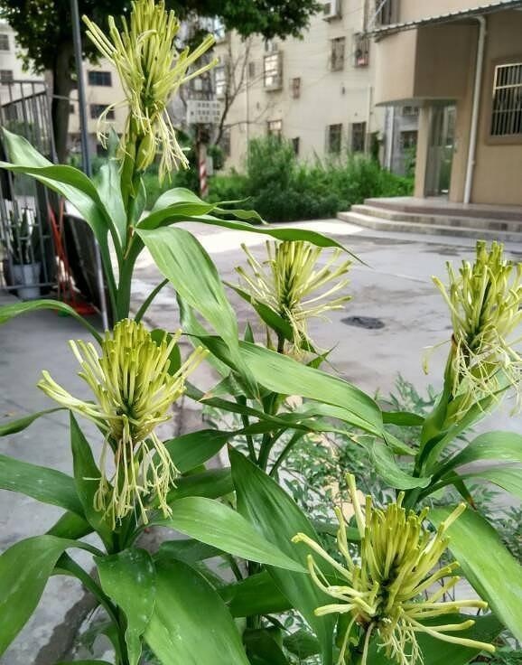 富贵竹养不好,扔个“药片”擦点“酒”,一根长2米,开花好兆头